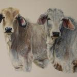 Young Brahmans